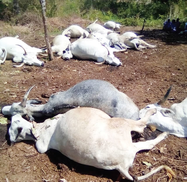 Click to enlarge The dead cows