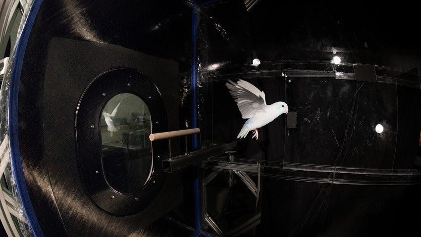 Flight Chamber