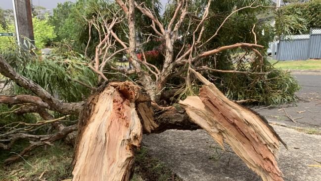 Click to enlarge A tree downs power lines in Forestville this afternoon