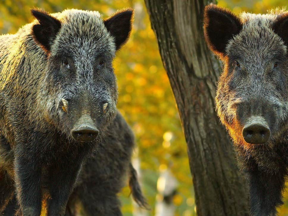 hogs
