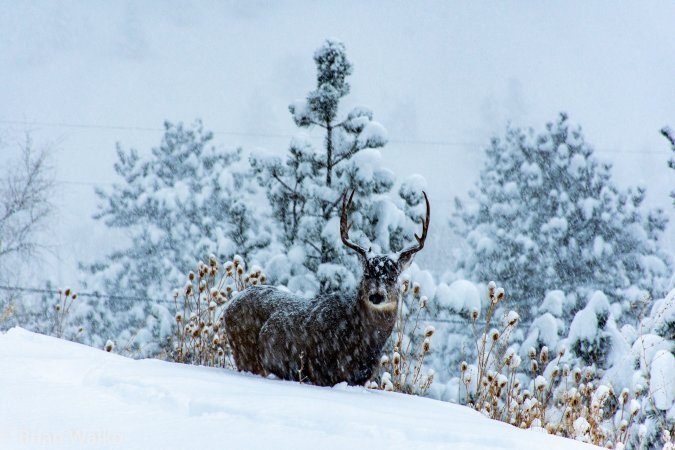snow