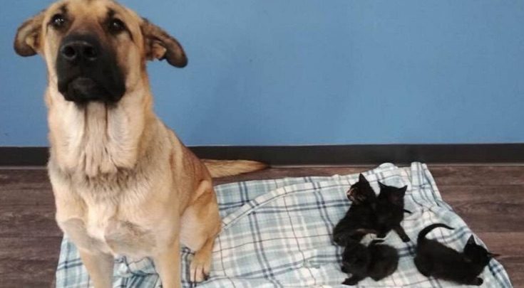 Serenity dog saves kittens
