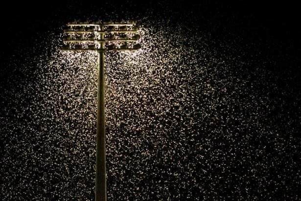 insects light