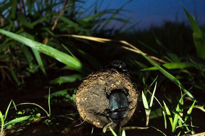 A dung beetle