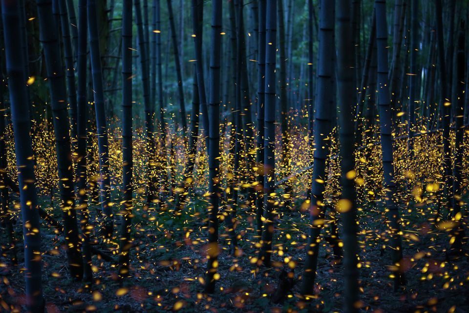 fireflies in Japan.