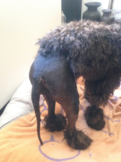 VETERINARIANS HAD TO clip away fur on Willow, a poodle-Wheaten terrier mix, to treat the large puncture wounds she received when attacked by a pack of dogs earlier this month. Photo courtesy of Meryl Siegman and Ron Scapp