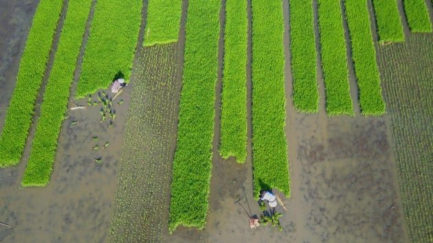 rice field