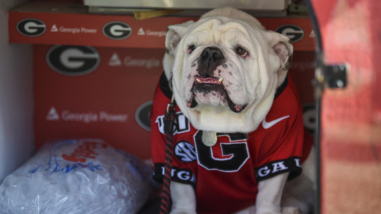 Click to enlarge georgia bulldog