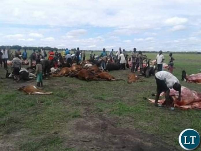 lightning kills cows