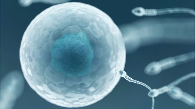 sperm egg