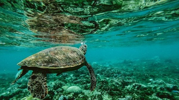 Turtles