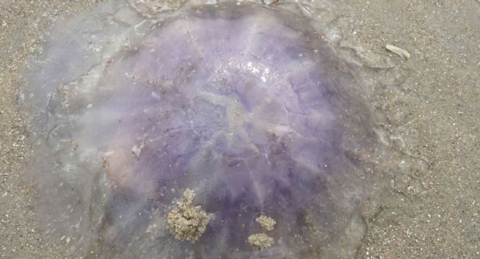 jelly fish