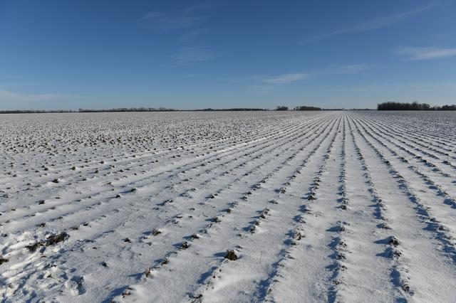 snow on sugar beet