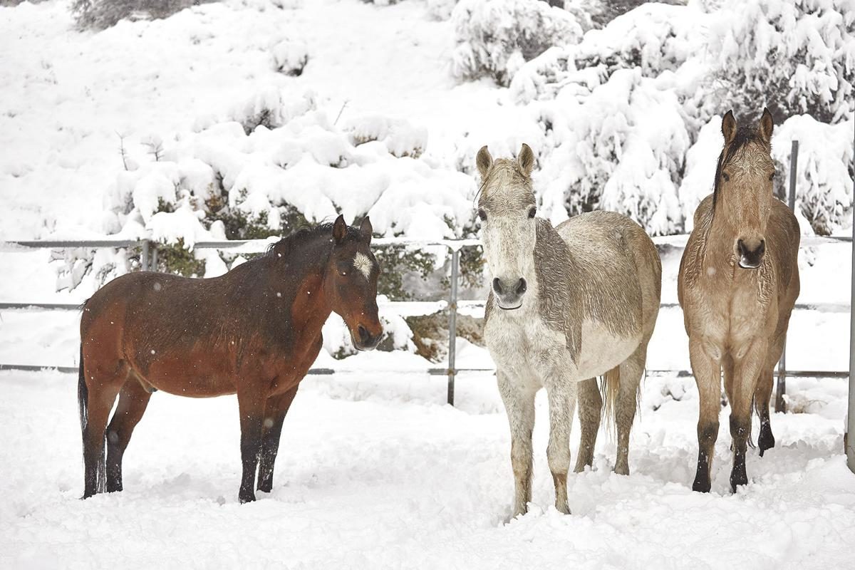 snow