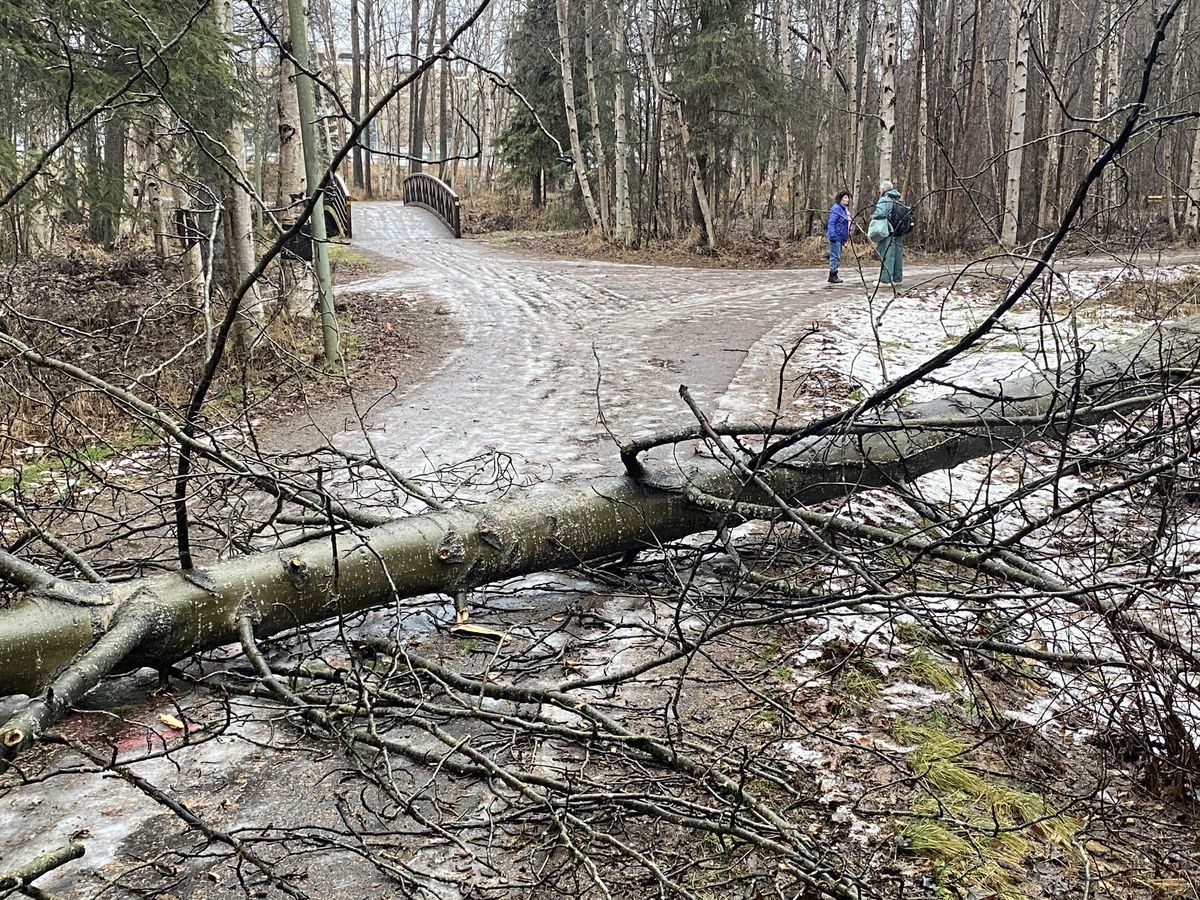 A tree blew down in the windstorm and blocked the Chester Creek trail Nov. 28, 2019.