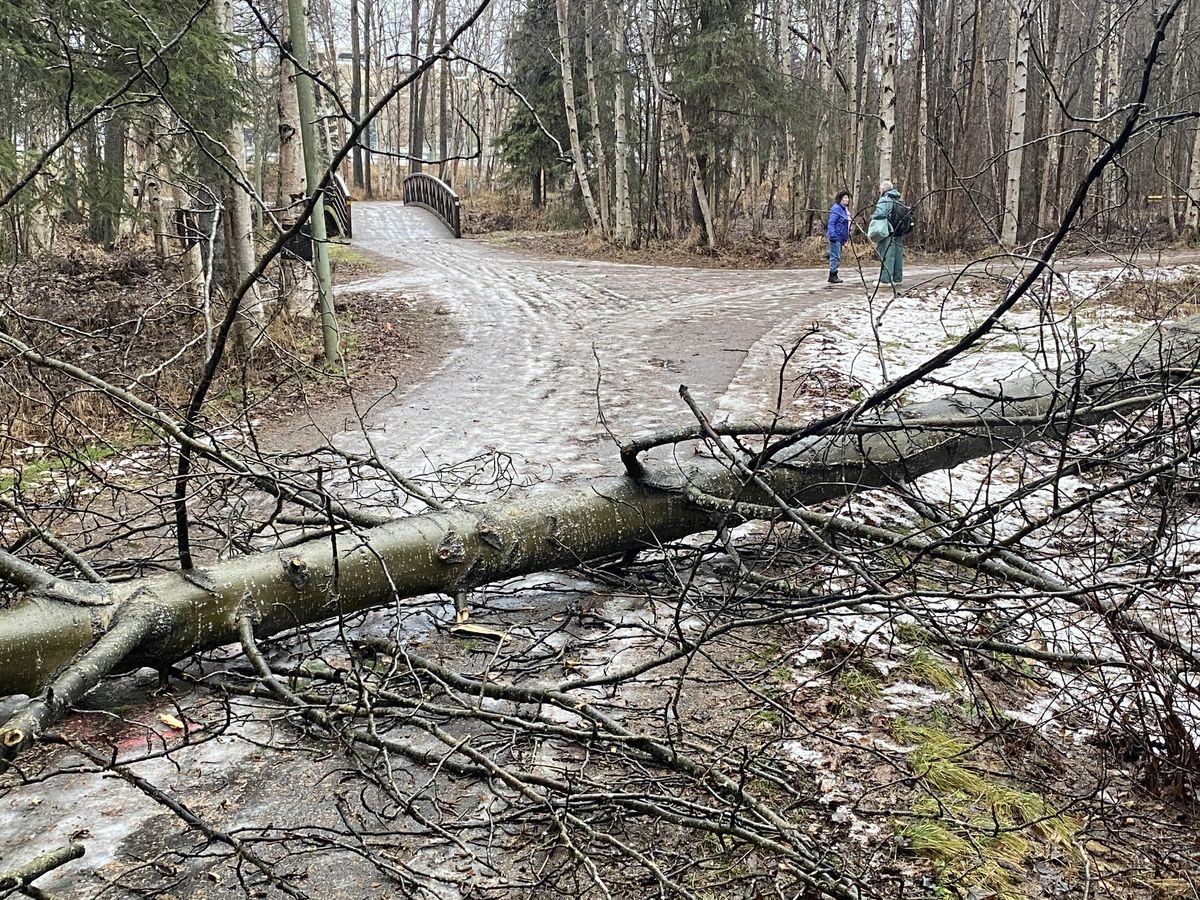 Click to enlarge A tree blew down in the windstorm and blocked the Chester Creek trail Nov. 28, 2019.