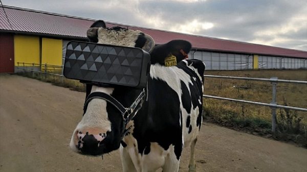 Click to enlarge Cow with headset