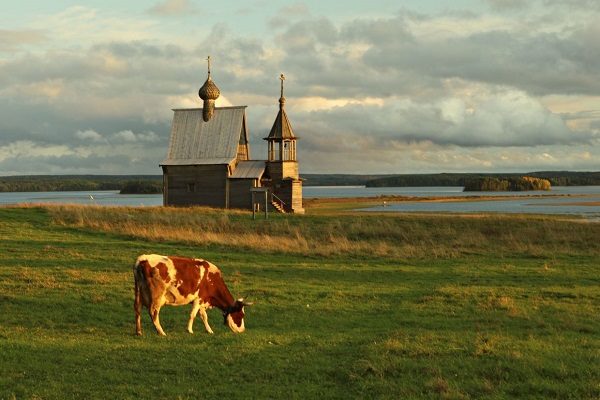 Click to enlarge Cow in field