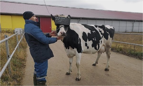 Click to enlarge Cow with headset