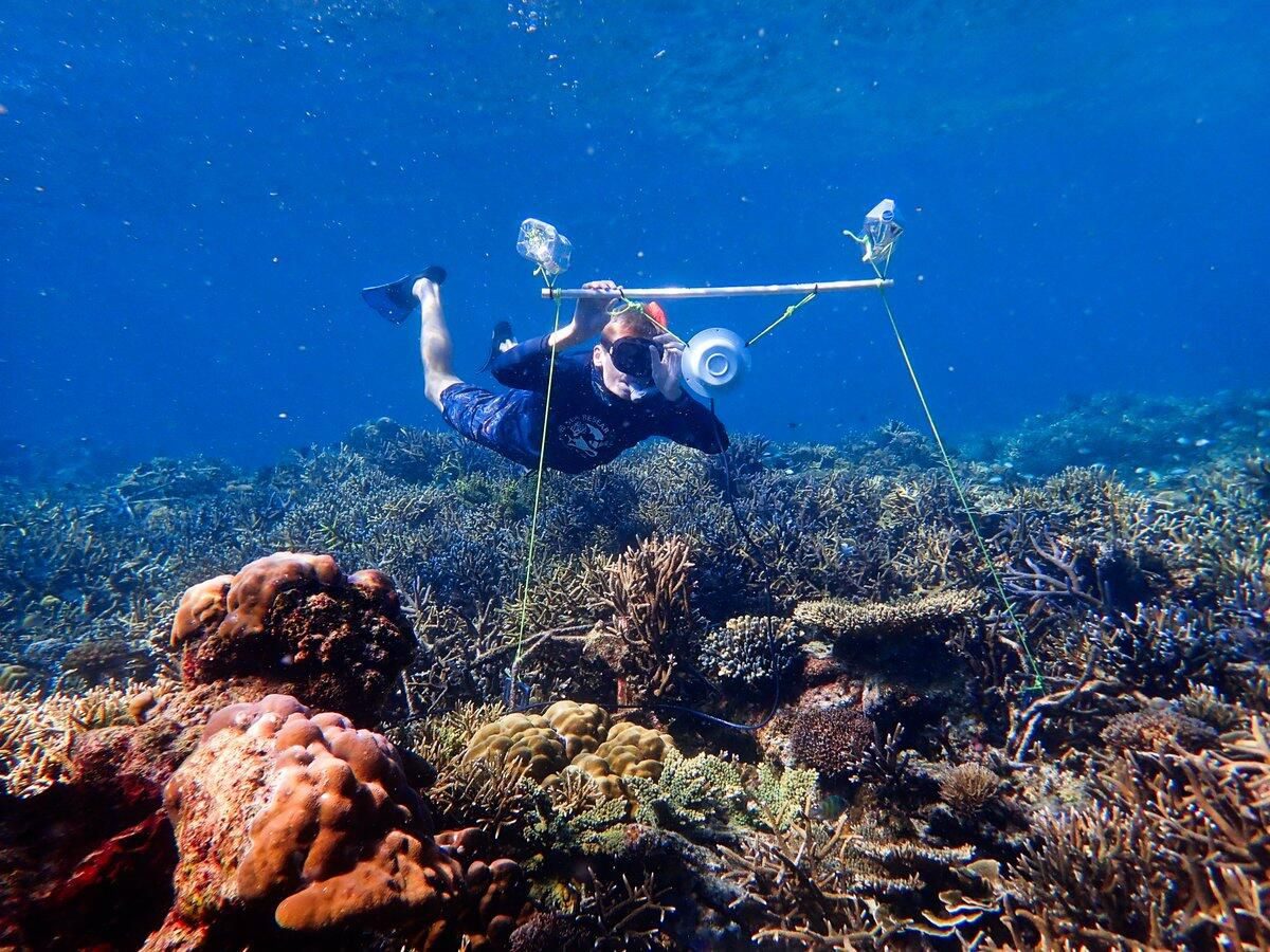 Click to enlarge coral reef loudspeakers