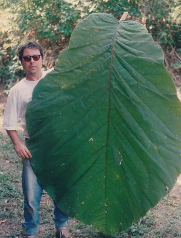 Click to enlarge Coccoloba gigantifolia