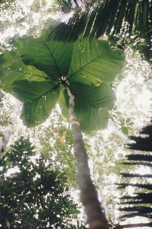 Coccoloba gigantifolia