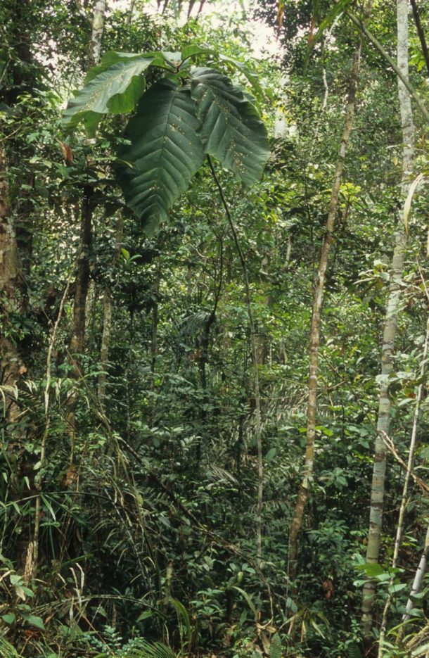 Coccoloba gigantifolia