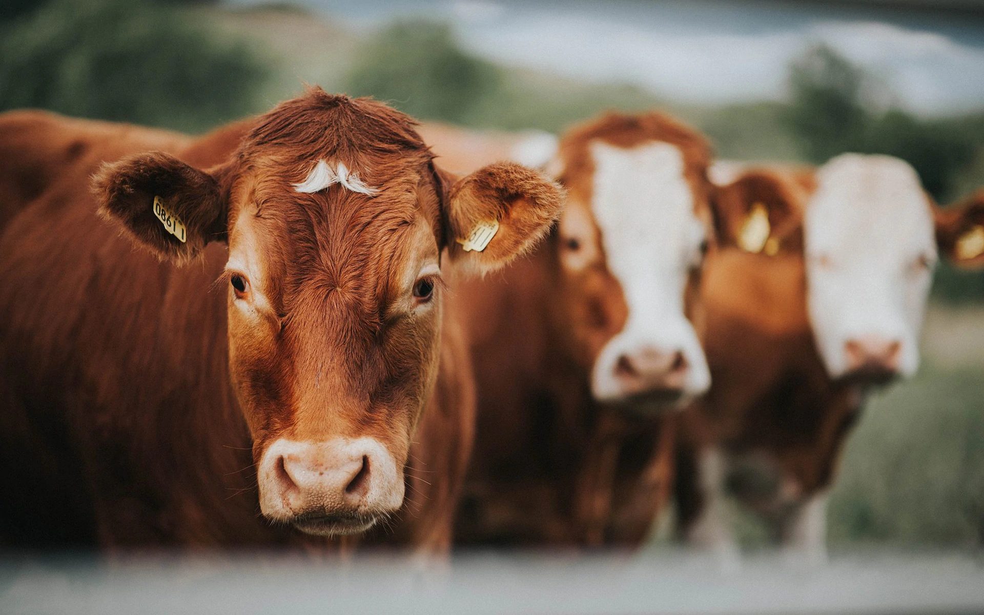 cows