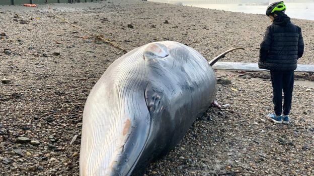 Click to enlarge The mammal was found motionless on the river banks under Battersea Bridge