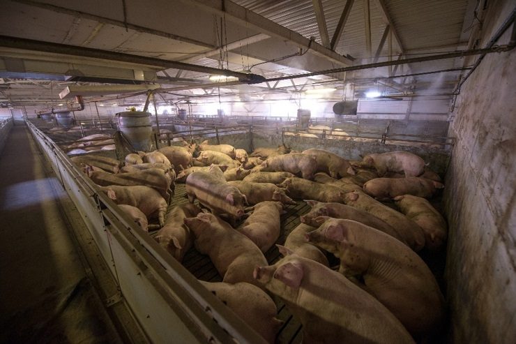 Click to enlarge pigs in pen
