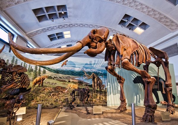 Click to enlarge Columbian mammoth