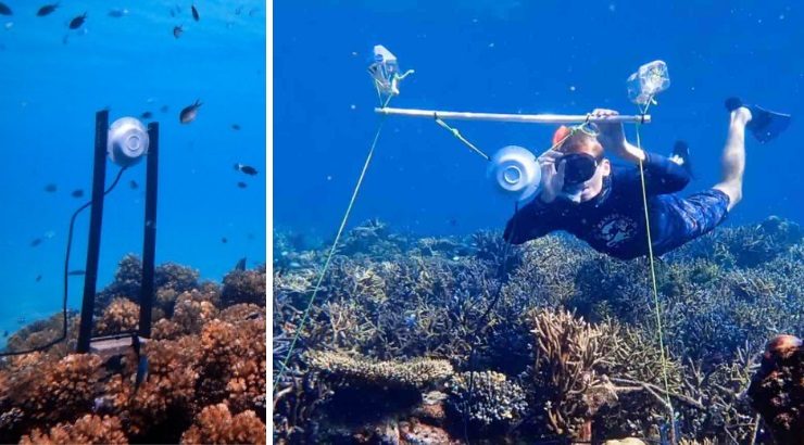 Click to enlarge sounds revive coral reef