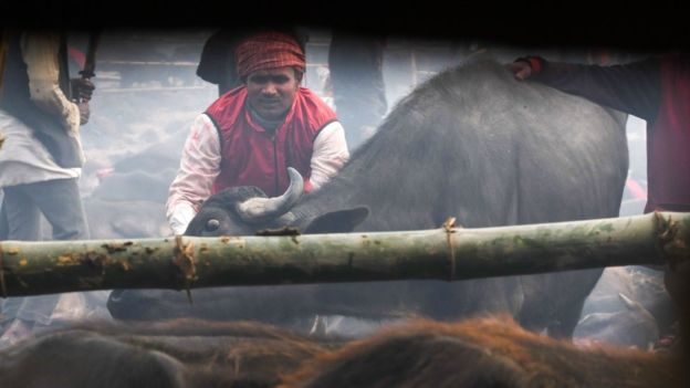 Click to enlarge Gadhimai