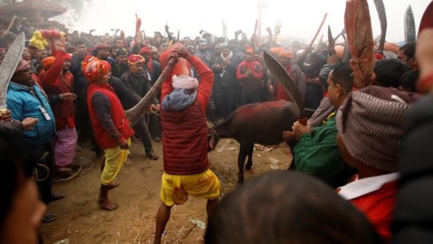 Click to enlarge Gadhimai