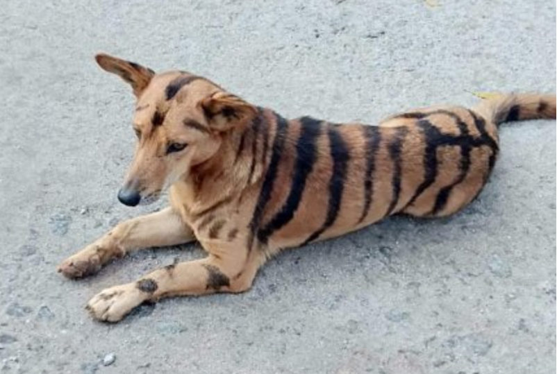 Indian farmer paints dog like tiger to scare monkeys