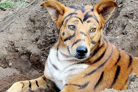 Click to enlarge TIGER DOG