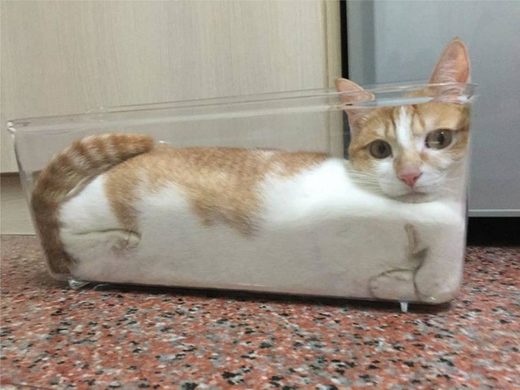 Click to enlarge Liquid or solid?