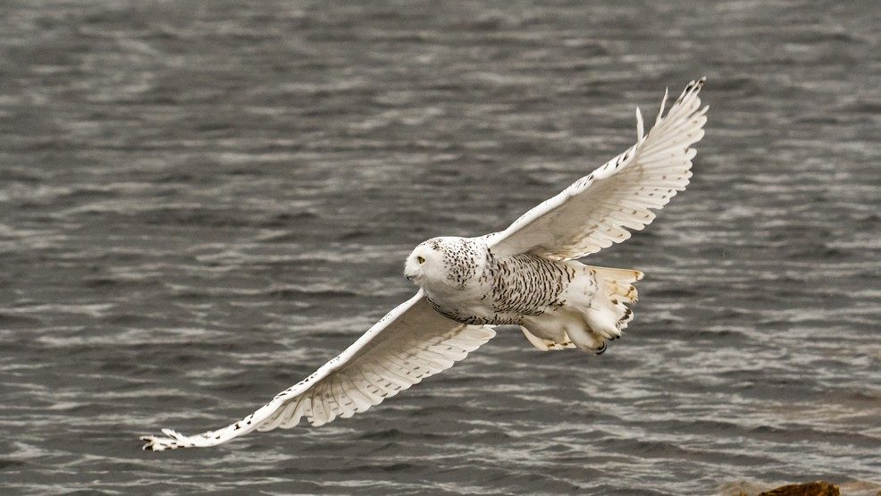 Click to enlarge A snowy owl flies over Algoma.