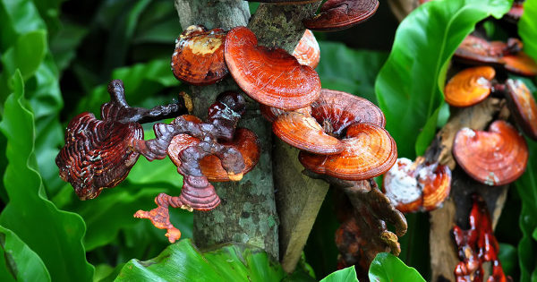 mushroom