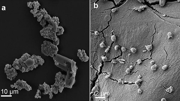 meteorite fragments consumed by M. sedula