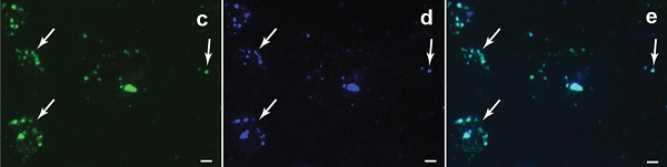Click to enlarge Fluoresced M. sedula cells