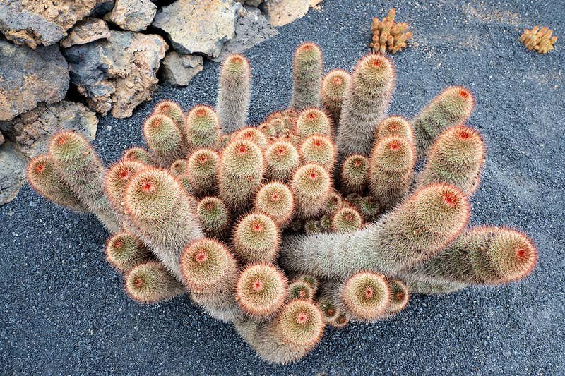 spiny pincushion cactus