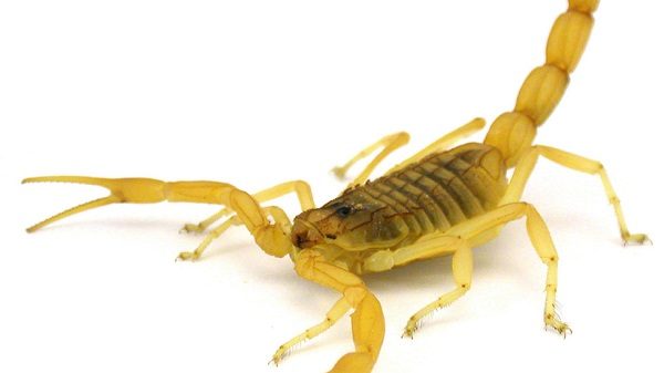 Scorpion