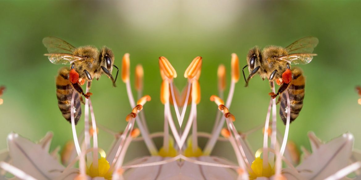 bees