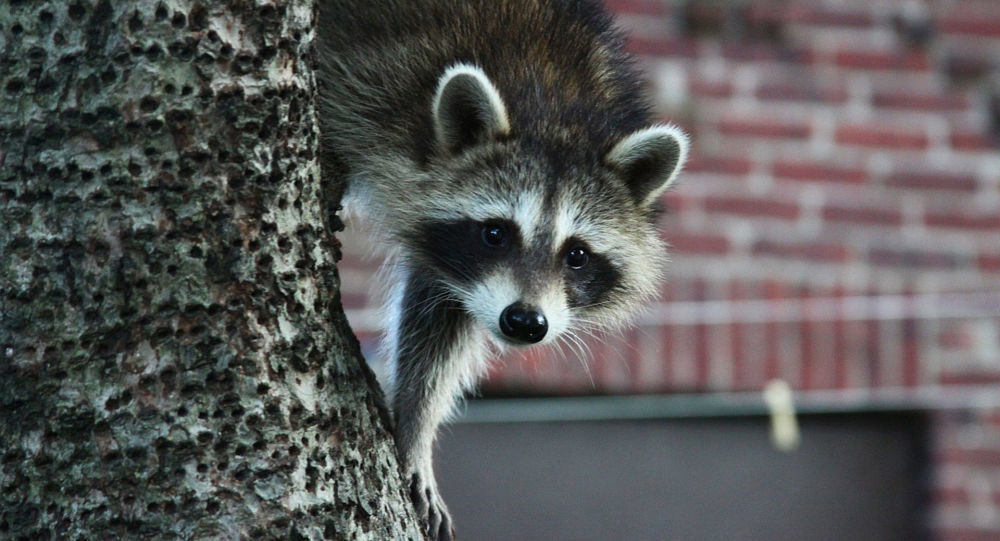 raccoon