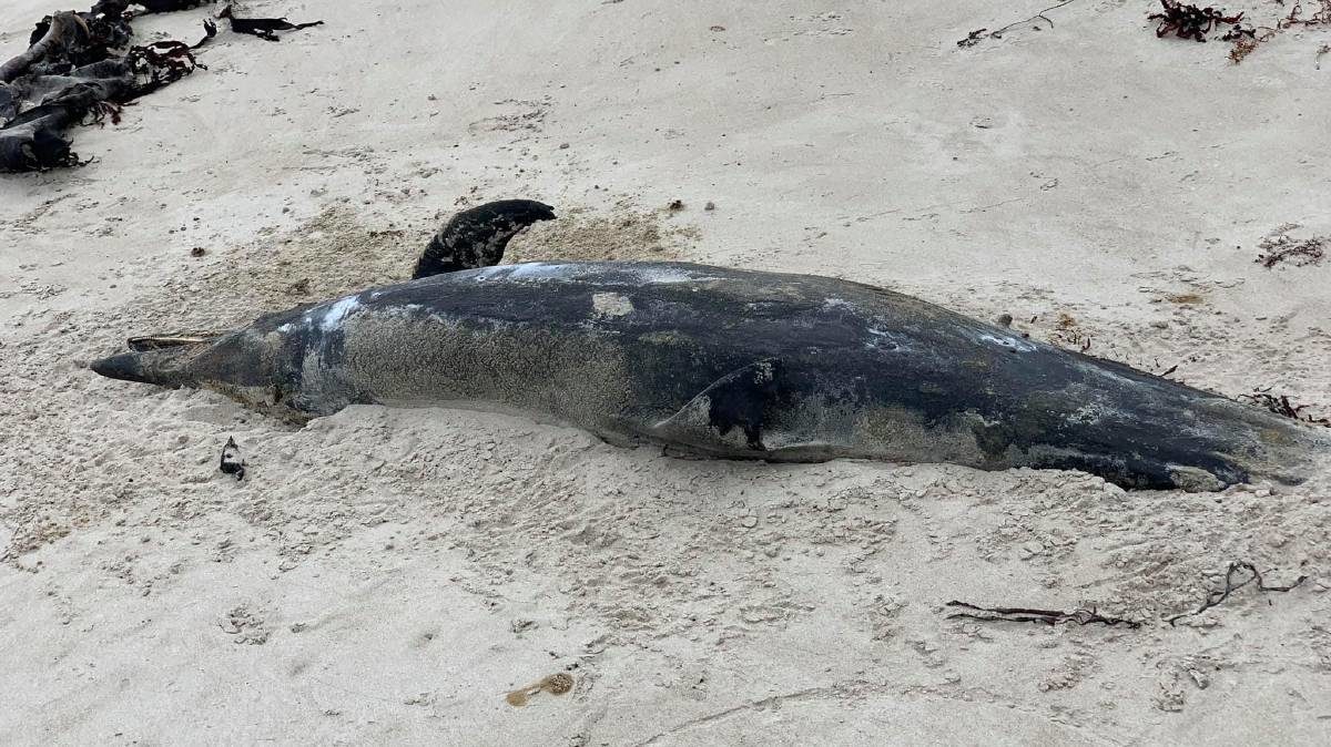Click to enlarge dead dolphins