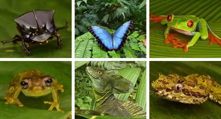 extinct creatures found honduras rainforest