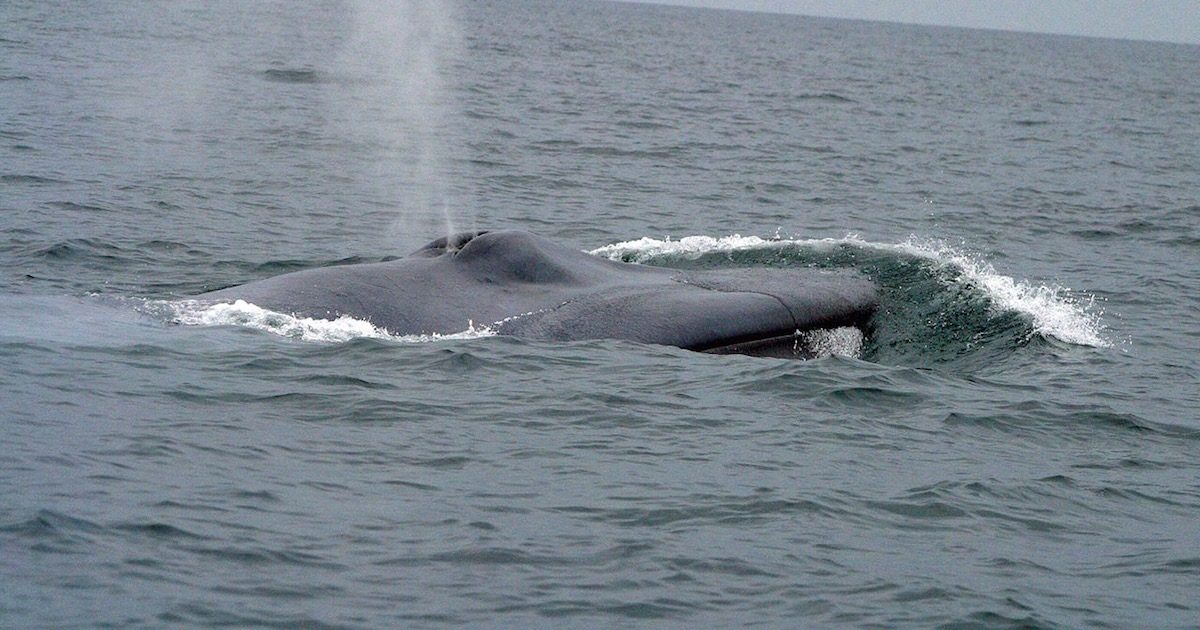 Blue Whale