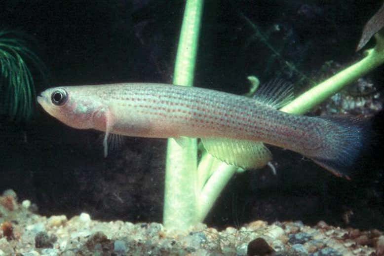 fish