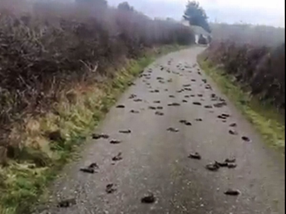 Dead starlings